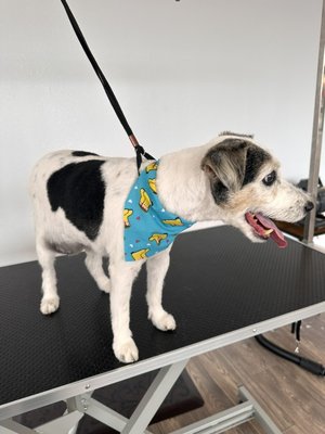 Dogs summer cuts. - Summer haircuts could be done by clients preference, with a short teddy bear face , short tight face  or same length as the body as well .. perfect to keep your dog free from matting or help with the temperature!
