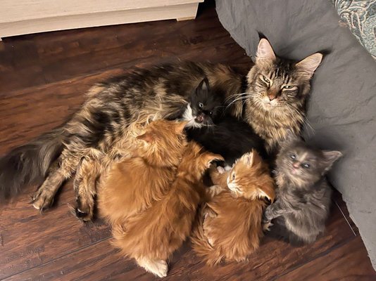Parents - Parents are winners of cat shows. They have champion titles. Parents - Parents are winners of cat shows. They have champion titles.