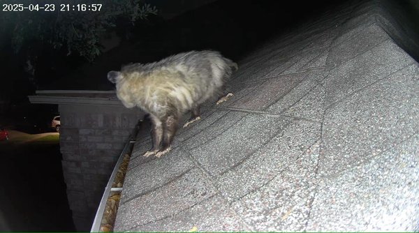 Possums removal - Possum removal safety without ro hurt them and relocate them Possums removal - Possum removal safety without ro hurt them and relocate them