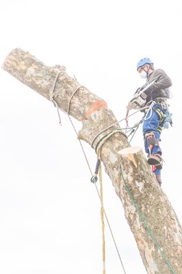 Safety and Quality - Tree removal performed by a licensed professional. Safety and Quality - Tree removal performed by a licensed professional.