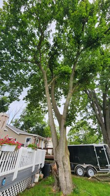 Tree removal 2023 - Maple hanging over house and deck.