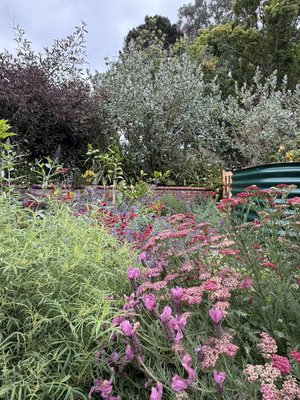 Vía Ardilla: Landscape Design - The owner absolutely loves the design! It’s honestly our favorite part of the yard. This is the end results but a few months after and it is incredible.