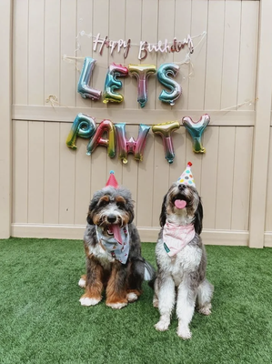 Parties with Pet Care Plus - Whether you’re celebrating a Birthday, Gotcha Day, organizing a Breed Meetup, or hosting any canine event, our dog playground and pool area provide the ideal venue for your next bash! We offer both indoor and outdoor party options, ensuring a perfect setting regardless of the season. Explore the possibilities for a paws-itively amazing celebration with Pet Care Plus! Parties with Pet Care Plus - Whether you’re celebrating a Birthday, Gotcha Day, organizing a Breed Meetup, or hosting any canine event, our dog playground and pool area provide the ideal venue for your next bash! We offer both indoor and outdoor party options, ensuring a perfect setting regardless of the season. Explore the possibilities for a paws-itively amazing celebration with Pet Care Plus!