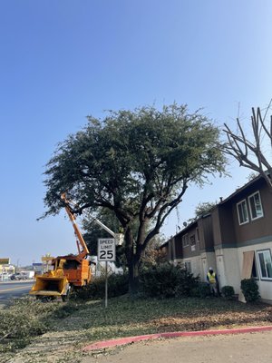 Tree services - Alcazar tree service inc. ,15 years of experience in tree industry, on TREES TRIMMING,THINNING,REMOVALS, Stumps grinding,Brush chipping, trees crown reduction tree maintenance, etc. we’re your best choice. Tree services - Alcazar tree service inc. ,15 years of experience in tree industry, on TREES TRIMMING,THINNING,REMOVALS, Stumps grinding,Brush chipping, trees crown reduction tree maintenance, etc. we’re your best choice.
