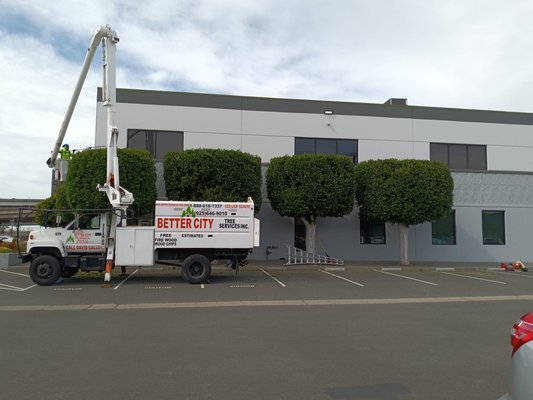 Commercial Tree Services - Entrust in our team when it comes to getting what's tallest in your yard trimmed or cut down. We specialize in tree limb trimming, bush trimming, and full tree removal + stumps. We hold over 20 years of experience and are the best at what we do. Call us for your next service request!