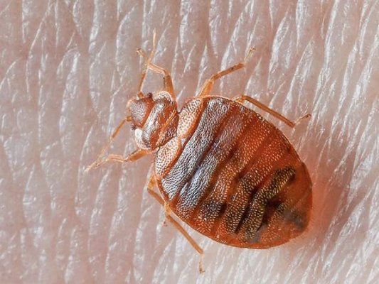 BedBug treatment - Bed bugs are tricky, but we are good - usually for under $350.
Roaches are persistent - but so are we. Usually gone for less than $300
General pest control quarterly for under $60
One-Time treatment for under $80 BedBug treatment - Bed bugs are tricky, but we are good - usually for under $350.
Roaches are persistent - but so are we. Usually gone for less than $300
General pest control quarterly for under $60
One-Time treatment for under $80