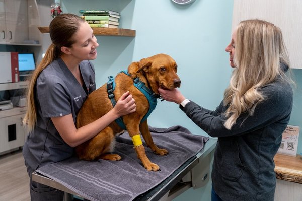 Urgent Care for Pets - As fellow pet parents, we know it’s stressful when your fur baby isn’t feeling well - especially when it’s unexpected or seems like it may be more serious - or both! At Sploot, we offer a range of pet urgent care services, with the kind of appointment availability you need in moments like this - including walk-ins and same day appointments. Our team is at it from 10am - 10pm, 365 days a year, and we’re ready to help you out. Urgent Care for Pets - As fellow pet parents, we know it’s stressful when your fur baby isn’t feeling well - especially when it’s unexpected or seems like it may be more serious - or both! At Sploot, we offer a range of pet urgent care services, with the kind of appointment availability you need in moments like this - including walk-ins and same day appointments. Our team is at it from 10am - 10pm, 365 days a year, and we’re ready to help you out.