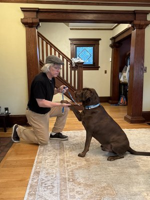 Obedience training - Puppy Socialization Classes Obedience training - Puppy Socialization Classes
