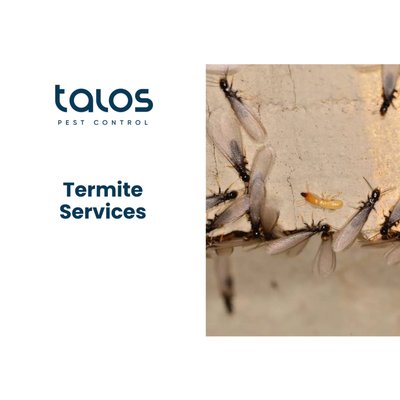 Termite Services - At Talos Pest Control, we specialize in comprehensive termite solutions for homeowners, real estate professionals, and businesses throughout San Diego County. Whether you need escrow inspections, termite treatments, or fumigation, our experienced team delivers fast, reliable, and effective results.
Our Termite Services Include:
✅ Escrow Inspections & Clearance Reports – Quick turnaround for real estate transactions.
✅ Localized Spot Treatments – Targeted treatments to eliminate termites without tenting.
✅ Full-Structure Fumigation – Complete termite eradication for severe infestations.
✅ Preventative Termite Control – Protect your property with ongoing monitoring and treatment.
✅ Wood Repairs & Damage Restoration – Address structural damage caused by termites.
✅ Free Termite Inspections – Get an expert assessment with no obligation.
Don’t let termites destroy your property! Talos Pest Control provides honest recommendations, effective treatments, and expert guidance to keep your home or business termite-free Termite Services - At Talos Pest Control, we specialize in comprehensive termite solutions for homeowners, real estate professionals, and businesses throughout San Diego County. Whether you need escrow inspections, termite treatments, or fumigation, our experienced team delivers fast, reliable, and effective results.
Our Termite Services Include:
✅ Escrow Inspections & Clearance Reports – Quick turnaround for real estate transactions.
✅ Localized Spot Treatments – Targeted treatments to eliminate termites without tenting.
✅ Full-Structure Fumigation – Complete termite eradication for severe infestations.
✅ Preventative Termite Control – Protect your property with ongoing monitoring and treatment.
✅ Wood Repairs & Damage Restoration – Address structural damage caused by termites.
✅ Free Termite Inspections – Get an expert assessment with no obligation.
Don’t let termites destroy your property! Talos Pest Control provides honest recommendations, effective treatments, and expert guidance to keep your home or business termite-free