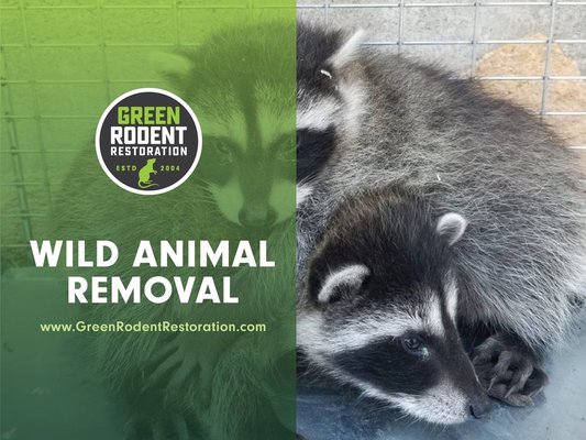 Wild Animal Removal - Rodents will enter your attic through existing holes or chew their way through weakened areas of roofs, vents, soffits to gain access to a warm and safe environment. Once inside they can cause significant damage