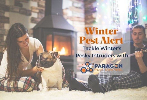 Watch Out for These Winter Pests: Our Expert Solutions Keep Your Home Pest-Free! - Winter is a time for warmth, joy, and quality time with loved ones. But pesky pests seeking refuge from the cold can put a damper on those cozy holiday vibes. Don't let unwelcome guests steal the joy of the season. Our dedicated team is here to ensure your home remains a pest-free sanctuary, allowing you to fully embrace the warmth and togetherness that winter brings.

For all your pest control needs, trust Paragon Pest Control! We offer rodent and wildlife exclusion, termite treatment, mosquito and tick control, and more. With our affordable payment options, and no contract philosophy, you can receive top-notch pest control without breaking the bank. Proudly serving a wide range of cities in the DFW area, including Grand Prairie, Dallas, Fort Worth, Arlington, Plano, Irving, Garland, and more. Let us help you reclaim your home today!