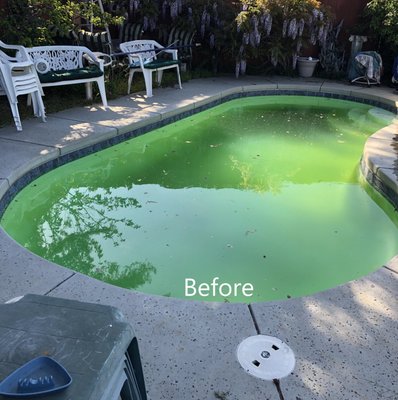 Taking a Pool from Green to Clean - The homeowner of this pool was experiencing an algae growth problem while servicing their own pool. They requested help to clear the pool of algae and get it properly balanced for the swim season. Our technician killed the algae, cleaned the filters multiple times through the process to ensure the filters could keep clearing the water. Once the pool was cleared, he checked the chemistry to see if any adjustments needed to be made to keep the water balanced. Taking a Pool from Green to Clean - The homeowner of this pool was experiencing an algae growth problem while servicing their own pool. They requested help to clear the pool of algae and get it properly balanced for the swim season. Our technician killed the algae, cleaned the filters multiple times through the process to ensure the filters could keep clearing the water. Once the pool was cleared, he checked the chemistry to see if any adjustments needed to be made to keep the water balanced.