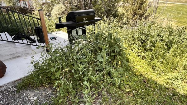 Turn chaos into charm - Discover the hidden beauty of your yard. Davis Lawn Service cleans up overgrowth, restoring curb appeal.
.