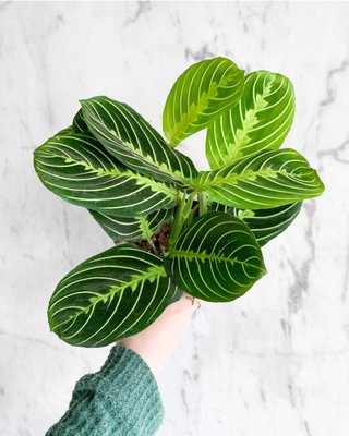 Pet Friendly Plants - Over the years we often get asked what plants are pet safe so we made a pet safe section in our brick and mortar shop. Pet safe plants often include, most ferns, hoyas, most palms, Pilea, Calathea, Prayer Plants, Peperomia, Cteneanthe, Money Tree, Ponytail palms, Staghorn ferns etc. Pet Friendly Plants - Over the years we often get asked what plants are pet safe so we made a pet safe section in our brick and mortar shop. Pet safe plants often include, most ferns, hoyas, most palms, Pilea, Calathea, Prayer Plants, Peperomia, Cteneanthe, Money Tree, Ponytail palms, Staghorn ferns etc.