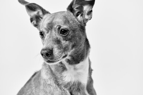 Pet Photogrpahy - Celebrate the love with your dog, cat, or any other furry friend by creating treasured memories that last a lifetime. Pet Photogrpahy - Celebrate the love with your dog, cat, or any other furry friend by creating treasured memories that last a lifetime.