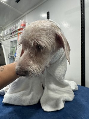 Comfort Groom - Comfort Groom is a gentle grooming service designed especially for senior pets. It includes a soothing bath with warm water, followed by a soft towel drying to ensure your pet feels calm and relaxed throughout the process. Perfect for older pets who deserve extra care and comfort without the stress of blow drying or intense grooming. 🐾💖