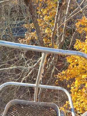 Hookset, NH - Customer needed a dead ash taken down. it was a bad storm or 2 away from falling on shed/vehicles. Hookset, NH - Customer needed a dead ash taken down. it was a bad storm or 2 away from falling on shed/vehicles.