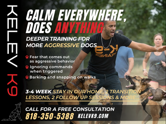 Calm Everywhere, Does Anything - Some dogs have bigger challenges. Reactivity toward other dogs or strangers. Fear that comes out as aggression. Behavior that has been building for a long time and hasn't changed no matter what you have tried.

This program is built for those dogs. It is our most thorough board and train offering with more time, more repetition, and deeper work. We don't rush it. We train until the job is done and we don't send your dog home until we are confident the change will last.

Great for dogs with reactivity toward dogs, people, or loud environments, fear-based behavior or aggression, dogs that have been through training before without lasting results, and owners who want the highest level of reliability.

Includes a result-based stay of 3 to 4 weeks, depending on what the dog needs, 3 private transition lessons, 2 online follow-up sessions, and lifetime support with calls, texts, and video analysis for as long as you need it.

Call us to find out if your dog is a good candidate. (818) 350-5388