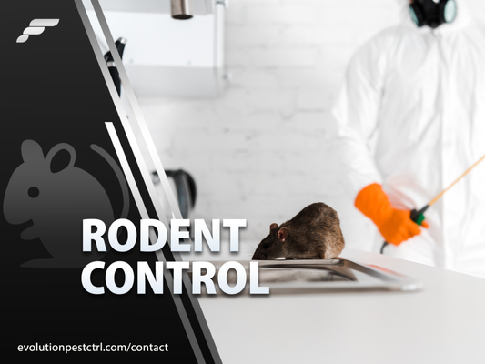 Rodent Control & Removal Services - Rid your space of rodents with our specialized pest control services. Our team employs strategic methods, from meticulous inspections to targeted treatments, ensuring the complete elimination of rodents. Using safe and effective measures, we fortify your space against infestations, providing a rodent-free environment for your peace of mind.
We perform full inspections and provide the highest rodent control and prevention tactics. Rodent Control & Removal Services - Rid your space of rodents with our specialized pest control services. Our team employs strategic methods, from meticulous inspections to targeted treatments, ensuring the complete elimination of rodents. Using safe and effective measures, we fortify your space against infestations, providing a rodent-free environment for your peace of mind.
We perform full inspections and provide the highest rodent control and prevention tactics.