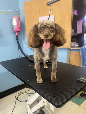 Full Groom Services - Full-service baths & grooms for all breeds and sizes—includes wash, dry, brush, nail trim & more! 🐶🐱🛁✂️ Full Groom Services - Full-service baths & grooms for all breeds and sizes—includes wash, dry, brush, nail trim & more! 🐶🐱🛁✂️