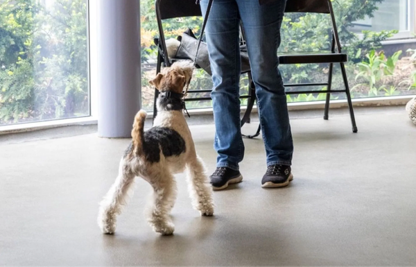 Dog Training - Here at the Hamilton/Burlington SPCA, our legacy is not just built on time; it's crafted through the countless stories of transformation, the silent whispers of understanding, and the loud barks of joy that echo through our shelter’s halls. Our Professional Dog Training and Behaviour Programs stand as a testament to our belief that the best relationships are built on mutual understanding. At the HBSPCA, we don’t just train; we transform. We create a symphony of communication between animals and humans, crafting an environment where silent conversations abound, and where every interaction is a step towards a deeper connection.