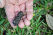Aeration & Overseeding - Aeration in the soil of your lawn allows for healthy turf quality and development, as well as improving your soil quality by releasing additional nutrients. Aeration & Overseeding - Aeration in the soil of your lawn allows for healthy turf quality and development, as well as improving your soil quality by releasing additional nutrients.