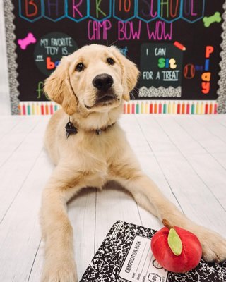 Doggy Day Care! - s your dog getting the exercise and socialization they need? Treat your dog to a fun and active day at Camp and bring home a happy and pooped pooch! Camp Bow Wow® doggy day care services are designed to improve your pup’s quality of life in a safe, fun, and nurturing environment. We provide both dog and human interaction that benefits mental stimulation and socialization. Our spacious play areas allow for maximum fun and the chance for your four-legged family member to burn off some of that pent-up energy. Doggy Day Care! - s your dog getting the exercise and socialization they need? Treat your dog to a fun and active day at Camp and bring home a happy and pooped pooch! Camp Bow Wow® doggy day care services are designed to improve your pup’s quality of life in a safe, fun, and nurturing environment. We provide both dog and human interaction that benefits mental stimulation and socialization. Our spacious play areas allow for maximum fun and the chance for your four-legged family member to burn off some of that pent-up energy.