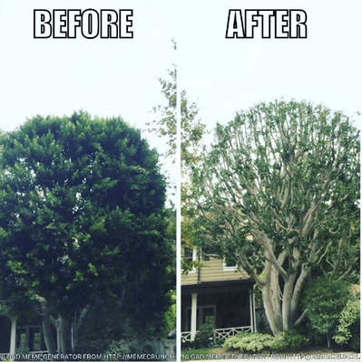 Tree Trimming & Pruning - Keep your trees healthy with regular trimming & pruning. Maintenance schedules available.