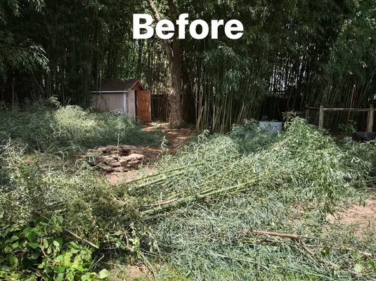 Bamboo clearing - Some bamboo we cleared up, What a difference! We also picked up some junk for this customer too! Bamboo clearing - Some bamboo we cleared up, What a difference! We also picked up some junk for this customer too!