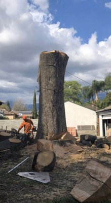 Huge California Ash Removal - A tree removal in Arcadia, Ca. Huge California Ash (around 100ft tall) tree was cut with caution and professionally, tree was above house. The Job was noticed by people living all around due to the tree being so big. Huge California Ash Removal - A tree removal in Arcadia, Ca. Huge California Ash (around 100ft tall) tree was cut with caution and professionally, tree was above house. The Job was noticed by people living all around due to the tree being so big.