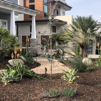 Drought-tolerant Landscape - Re-designed a lawned space with a pebble path, trees, shrubs and low-voltage lights. Alpine poker plants are the unequivocal star of the show. Drought-tolerant Landscape - Re-designed a lawned space with a pebble path, trees, shrubs and low-voltage lights. Alpine poker plants are the unequivocal star of the show.