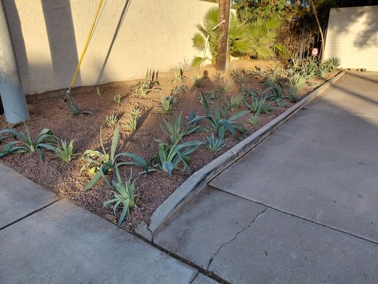 space filled - costumer wanted to add rocks and some plants he had from the front yard to this area space filled - costumer wanted to add rocks and some plants he had from the front yard to this area