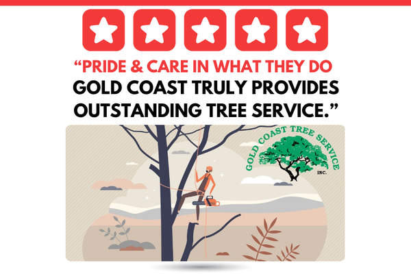 "They take pride & care in what they do." - "It is obvious that they take pride and care in what they do. Gold Coast truly provides outstanding tree service. We highly recommend Gold Coast Tree Service and will continue to use their tree services in the future.”

Full Review:

“Just want to let you know how much we appreciate the outstanding service. We have had the pleasure of working with your company for the past three years and have been very satisfied. Your staff is courteous and professional. Your prices are reasonable and fair. Our property has several different types of trees and over time has required everything from annual trimming to tree removal. The Gold Coast staff is efficient and they leave the job site clean. It is obvious that they take pride and care in what they do. Gold Coast truly provides outstanding tree service. We highly recommend Gold Coast Tree Service and will continue to use their tree services in the future.”