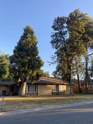 Wilmer’s Tree Service - Tree and Palm tree removed - These two trees were in bad condition and the costumer wanted to remove because the roots were getting under the house Wilmer’s Tree Service - Tree and Palm tree removed - These two trees were in bad condition and the costumer wanted to remove because the roots were getting under the house