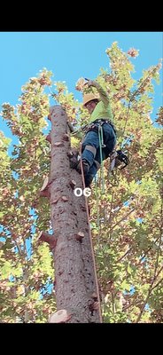 Pine tree Removal  2019 Kent Wa - This Tree removal was a success as everything worked out to perfection  on a nice summer day. Our arborist “Afa” is seen here carefully removing branches  on his way up the tree for a safer and effective drop of the tree.