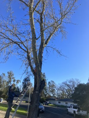 Tree removal - This tree was a hazard due to high winds in the area so to be preventative my customer had us remove it for safety reasons. Tree removal - This tree was a hazard due to high winds in the area so to be preventative my customer had us remove it for safety reasons.