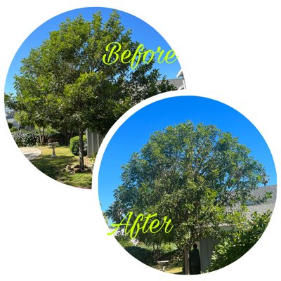 Tree Trimming - We specialize in making your trees look healthy, balanced, and at their best! Tree Trimming - We specialize in making your trees look healthy, balanced, and at their best!