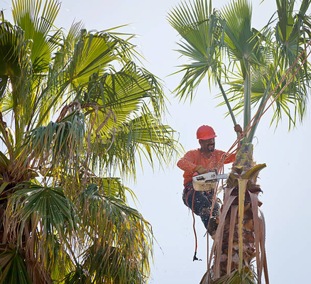 Tree Trimming - All too often, people allow the trees on their property to grow unchecked. Soon enough, they have a huge, overbearing tree on their property that looks unkempt and uninviting. Do not let large unhealthy trees ruin the look of your property. You can easily avoid this scenario by hiring us for affordable, hassle-free tree trimming services. We have been trimming trees for a very long time, and we are the best in McAllen, TX. We treat trees and customers alike with respect; that is why we are the best tree care company.
There is much more to tree trimming than arbitrarily hacking away at limbs and boughs. A truly professional tree trimming company will meticulously approach every trimming job and identify specific limbs that are sapping nutrients and sunlight from live and healthy ones. That is what we do here at Sandoval Tree Trimming. We systematically identify such limbs and carefully sever them from the tree at safe points. Hacking away carelessly can damage healthy parts of trees and compromise their overall well-being.
Here are a few reasons why you should have your trees regularly trimmed:
• Reduces Pest Problems—Regular tree trimming can help discourage pests and problematic birds from making their homes in your overgrown trees. If your property is experiencing an unusual influx of pests, your trees may be housing them.
• Ensures Longevity—Tree trimming ensures that there is an even dispersal of moisture and nutrients throughout your tree, ensuring its health and longevity.
• Aesthetic Appeal—Regular tree trimming is the difference between a handsome tree and one that looks foreboding and sloppy. Our tree trimmer service will make any tree on your property a complement to your property’s overall aesthetic.
These are only a few of the benefits Sandoval Tree Trimming’s service offers the McAllen, TX region. To find out more, just give us a call! Tree Trimming - All too often, people allow the trees on their property to grow unchecked. Soon enough, they have a huge, overbearing tree on their property that looks unkempt and uninviting. Do not let large unhealthy trees ruin the look of your property. You can easily avoid this scenario by hiring us for affordable, hassle-free tree trimming services. We have been trimming trees for a very long time, and we are the best in McAllen, TX. We treat trees and customers alike with respect; that is why we are the best tree care company.
There is much more to tree trimming than arbitrarily hacking away at limbs and boughs. A truly professional tree trimming company will meticulously approach every trimming job and identify specific limbs that are sapping nutrients and sunlight from live and healthy ones. That is what we do here at Sandoval Tree Trimming. We systematically identify such limbs and carefully sever them from the tree at safe points. Hacking away carelessly can damage healthy parts of trees and compromise their overall well-being.
Here are a few reasons why you should have your trees regularly trimmed:
• Reduces Pest Problems—Regular tree trimming can help discourage pests and problematic birds from making their homes in your overgrown trees. If your property is experiencing an unusual influx of pests, your trees may be housing them.
• Ensures Longevity—Tree trimming ensures that there is an even dispersal of moisture and nutrients throughout your tree, ensuring its health and longevity.
• Aesthetic Appeal—Regular tree trimming is the difference between a handsome tree and one that looks foreboding and sloppy. Our tree trimmer service will make any tree on your property a complement to your property’s overall aesthetic.
These are only a few of the benefits Sandoval Tree Trimming’s service offers the McAllen, TX region. To find out more, just give us a call!