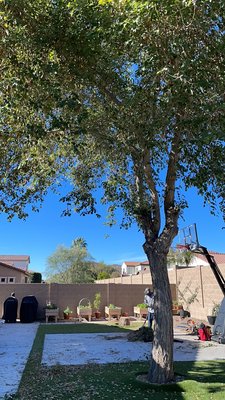 Tree removals - We did two tree removals at one property and another one at another property. Tree removals - We did two tree removals at one property and another one at another property.