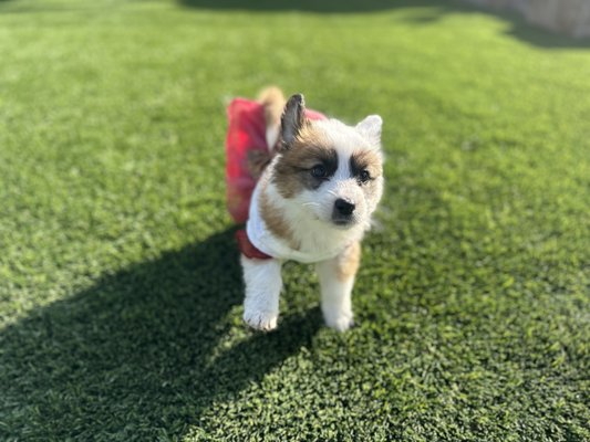 Pet  🌱Turf Installation - The🎄 holidays are right around the corner. Now is the perfect time to get your yard ready with 🌱Artificial Turf and enjoy your yard with family 🎄

WE ARE THE BEST ARTIFICIAL TURF COMPANY IN 🌴San Diego. 

WE HAVE ⭐️⭐️⭐️⭐️⭐️ REVIEW ON @YELP
WE ARE LICENSE BONDED & INSURED 

Contact us for a free estimate 
📲(769)-822-1169