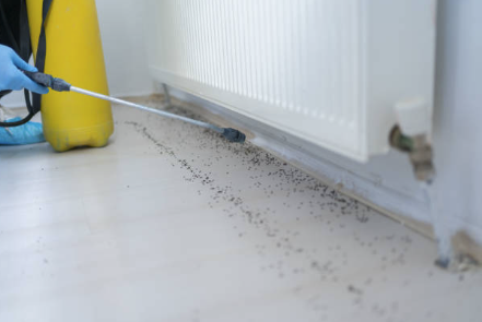 Termite Control Services - David’s Pest Control specializes in effective termite detection and elimination, helping homeowners and businesses in and Frederick County, MD, protect their property investment. David combines thorough inspections with proven treatment methods and honest, clear communication so clients know exactly what to expect. Prevent costly termite damage with an experienced local professional you can trust