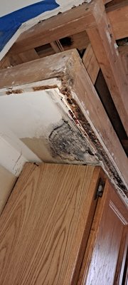 kitchen ceiling cabinet mold remediation - was called in for mold inspection for basement and noticed some water stains in the entry way to the living room and kitchen. once I finished my test in the basement I looked over the upstairs and noticed mold in kitchen ceiling. kitchen ceiling cabinet mold remediation - was called in for mold inspection for basement and noticed some water stains in the entry way to the living room and kitchen. once I finished my test in the basement I looked over the upstairs and noticed mold in kitchen ceiling.