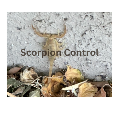Scorpion Control - Scorpion populations in Phoenix can be incredibly challenging to control, even for the most experienced technicians. However, at Eco Valley Pest Control, we take a thorough and scientific approach to the elimination of these armored arachnids to ensure your property is safe and sound. We use a three-step process to get their populations under control and implement high-quality products from AVERZION. Scorpion Control - Scorpion populations in Phoenix can be incredibly challenging to control, even for the most experienced technicians. However, at Eco Valley Pest Control, we take a thorough and scientific approach to the elimination of these armored arachnids to ensure your property is safe and sound. We use a three-step process to get their populations under control and implement high-quality products from AVERZION.