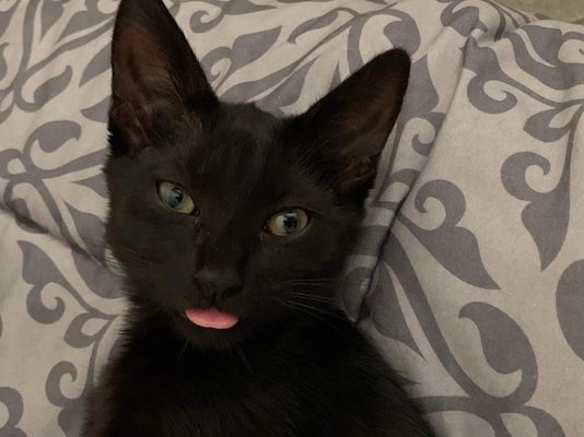couple of cute kittens to check out! - Come hang out and check us out! couple of cute kittens to check out! - Come hang out and check us out!