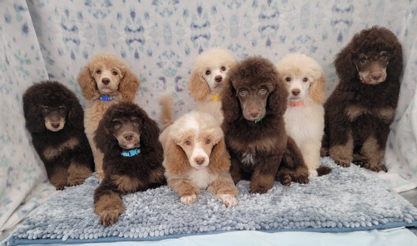 Moyen Poodles - This was an exceptional litter of Moyen Poodles with service dog and therapy potential! 
We head back two for our breeding program, that have been placed in Service dog work!