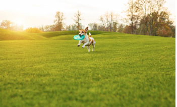 Gallery - Transform your Grayslake, IL property with Agrilawn Environmental Services, Corp.!