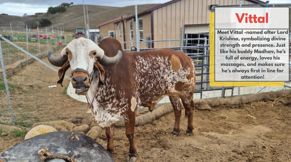 Our Cows and Bulls - Meet our herd! Browse photos of all our cows and bulls and learn a little bit about what makes each one one-of-a-kind.

We invite you to join us in supporting these sacred animals. Your donation will go directly toward their food, shelter, and medical care. By contributing, you are helping us maintain a sustainable and compassionate Goshala.