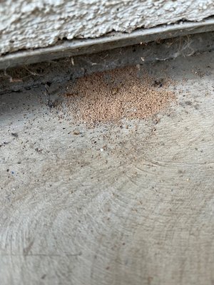 Termite Treatments - Ever walk around your house or business and find something that looks like this in the picture? Well it might be termites. Call for a limited / full inspection of your home or business. Termite Treatments - Ever walk around your house or business and find something that looks like this in the picture? Well it might be termites. Call for a limited / full inspection of your home or business.