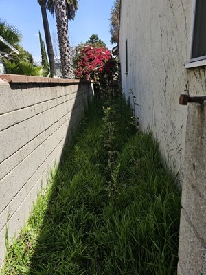 Clean up for front and back  yard - Our team went in and did a clean up of the front, side and back yard to this beautiful home. It is ready for gatherings and just a bbq day with the family.