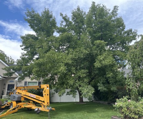 Proper pruning, done right the first time - This tree was pruned just one year earlier by another company. Their crew quickly climbed up the middle of the tree and cut a few crossing branches, but failed to address the tree's overweight and drooping branches. Their failure to address the tree's real needs prompted the homeowner to call us for help.
Using an aerial lift, we took the time to carefully lighten any branch ends that were overweight and drooping. This thorough pruning helped stop branches from breaking, while preserving the tree's beauty and long-term health.
Save your money and get a professional to do the job right the first time. Prunings or removals, we will do everything we can to provide the highest quality of work. Proper pruning, done right the first time - This tree was pruned just one year earlier by another company. Their crew quickly climbed up the middle of the tree and cut a few crossing branches, but failed to address the tree's overweight and drooping branches. Their failure to address the tree's real needs prompted the homeowner to call us for help.
Using an aerial lift, we took the time to carefully lighten any branch ends that were overweight and drooping. This thorough pruning helped stop branches from breaking, while preserving the tree's beauty and long-term health.
Save your money and get a professional to do the job right the first time. Prunings or removals, we will do everything we can to provide the highest quality of work.